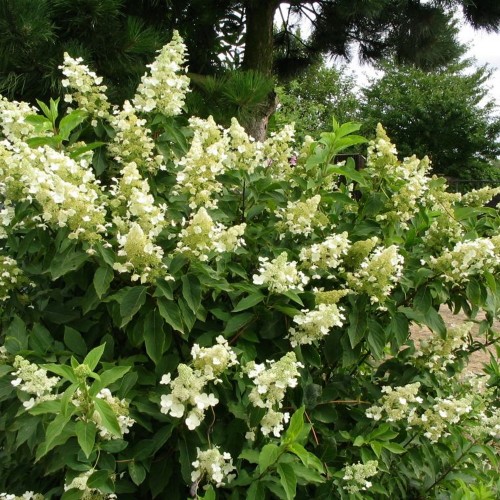Hydrangea paniculata 'Unique' - Aedhortensia 'Unique' C2/2L